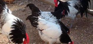 Beschreibung der Lakenfelder-Hühner, Zucht und Haftbedingungen