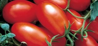 Description of the tomato variety Office romance, features of cultivation and care