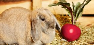 What and how to feed the rabbit after birth and how to increase milk production