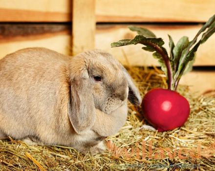 Tavşan doğumdan sonra ne ve nasıl beslenir ve süt üretimi nasıl artırılır