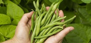 Ano ang maaaring itanim pagkatapos ng beans sa susunod na taon