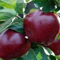 A fekete hercegnő és a Johnaprince alma változatosságának leírása, hasznos tulajdonságai és története