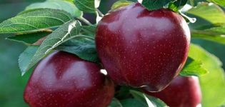 Beschreibung der Apfelsorte Black Prince und Johnaprince, nützliche Eigenschaften und Geschichte