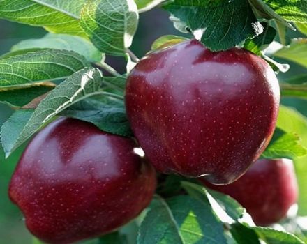 Mô tả về các loại táo Black Prince và Johnaprince, đặc tính hữu ích và lịch sử