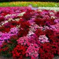 Anpflanzung, Pflege und Vermehrung von Saintbrinks auf freiem Feld, Beschreibung der Blumensorten