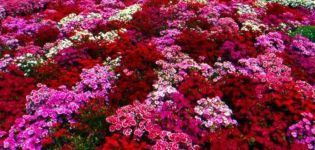 Sadzenie, pielęgnacja i rozmnażanie saintbrinks w otwartym terenie, opis odmian kwiatów