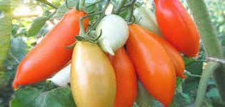  Περιγραφή της ποικιλίας ντομάτας Palmira, των χαρακτηριστικών και της παραγωγικότητάς της