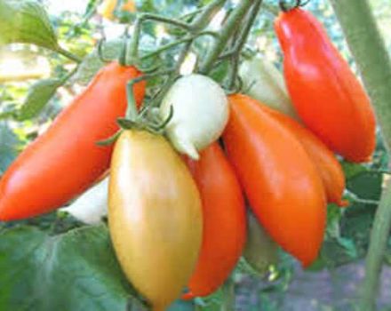 Beskrivelse af Palmira-tomatsorten, dens egenskaber og produktivitet