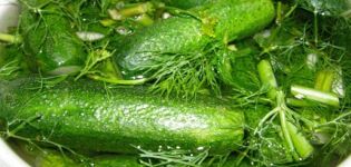Instantrecepten voor licht gezouten knapperige komkommers in een warme en koude pan met knoflook en kruiden