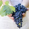 Mit lehet és mit nem lehet ültetni a szőlő mellé, növényi kompatibilitás