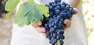 Ko var un ko nevar stādīt blakus vīnogām, augu saderība