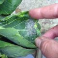 Hoe om te gaan met bladluizen op kool met behulp van folkmethoden dan thuis te verwerken