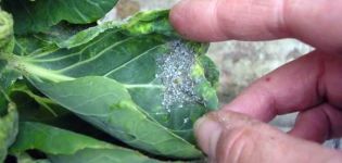 How to deal with aphids on cabbage using folk methods than to process at home