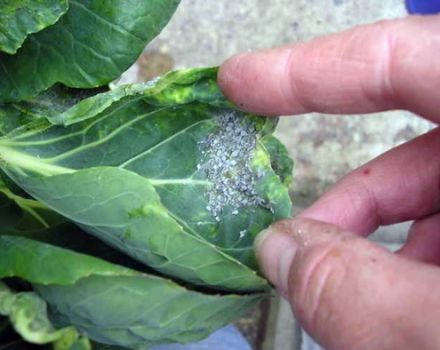 Hoe om te gaan met bladluizen op kool met behulp van folkmethoden dan thuis te verwerken