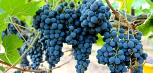 Descripción y características de la variedad de uva Sangiovese, cultivo y cuidado.