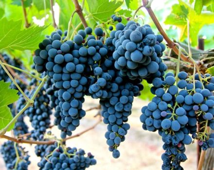 Descripción y características de la variedad de uva Sangiovese, cultivo y cuidado.
