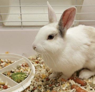 Co obiloviny mohou a nemohou být poskytnuty králíkům, výhody a poškození různých typů
