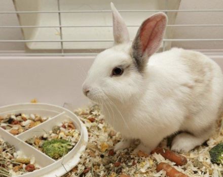 Was Getreide Kaninchen geben kann und was nicht, welche Vor- und Nachteile verschiedene Arten haben