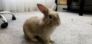 Är det värt att få en kanin i en lägenhet, för- och nackdelar med att hålla