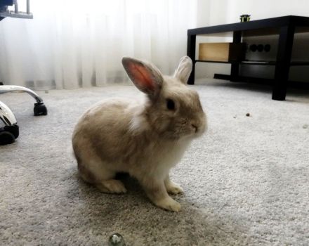 Val la pena aconseguir un conill en un apartament, els avantatges i els contres de mantenir-los