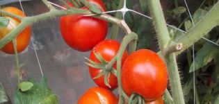 Tomaattilajikkeen Dvortsovy ominaisuudet ja kuvaus, sato