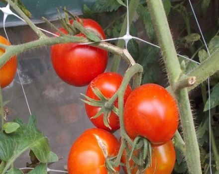 Charakteristika a opis odrody paradajok Dvortsovy, úroda