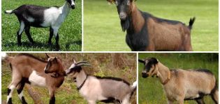 Descripció i característiques de cabres alpines, característiques de cria