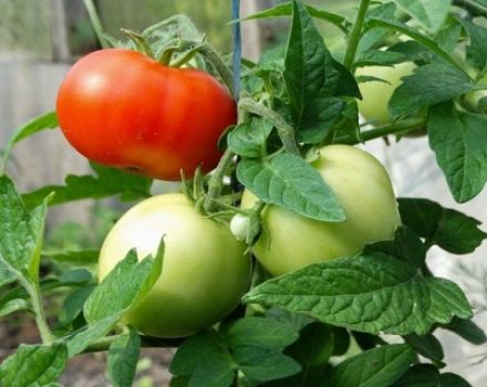 Charakteristika a opis odrody paradajok Mashenka, úroda