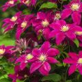 Descriptions of the best varieties of clematis 3 pruning groups and the rules for their cultivation