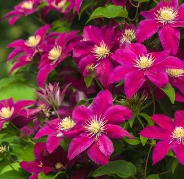 Descriptions of the best varieties of clematis 3 pruning groups and the rules for their cultivation