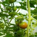 Opis i cechy odmiany pomidora Lazy Dream