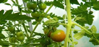 Beschrijving en kenmerken van het tomatenras Lazy Dream