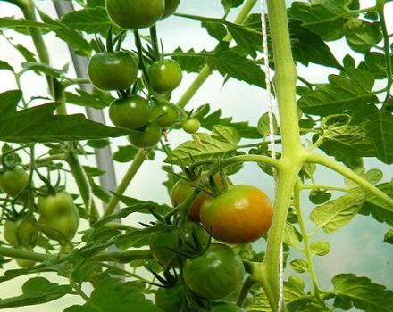 Popis a vlastnosti odrůdy rajčat Lazy Dream