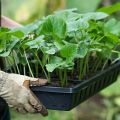 Hoe komkommers in een kas op de juiste manier te planten en te verzorgen
