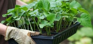 Wie man Gurken in einem Gewächshaus richtig pflanzt und pflegt