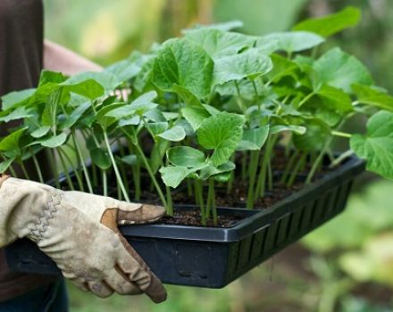 Cómo plantar y cuidar adecuadamente los pepinos en un invernadero.