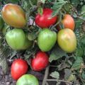 Các giống cà chua năng suất thấp sớm tốt nhất cho vùng đất trống