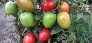 Les millors varietats de tomàquet fructífers de creixement baix per a terrenys oberts