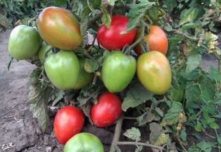 Các giống cà chua năng suất thấp sớm tốt nhất cho vùng đất trống