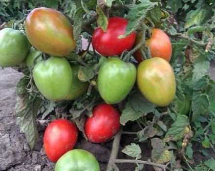 Labākās agrīnās zemu augošās produktīvo tomātu šķirnes atklātā zemē