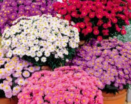 Description of the Novobelgiskaya aster variety, planting and care features