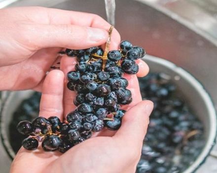 هل من الضروري غسل العنب لصنع النبيذ والقواعد والميزات