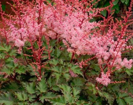 Description and characteristics of Delft Lace astilbe, planting and care