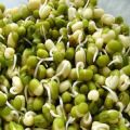 How can you quickly germinate pea seeds at home, its benefits and harms