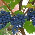 How to process and spray grapes from mildew to treat and fight disease