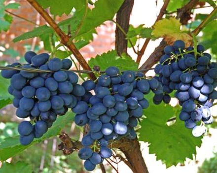 Cómo procesar y rociar uvas del moho para tratar y combatir enfermedades