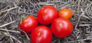 Beschrijving van een vroege tomatenras Skorospelka en zijn kenmerken