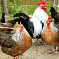 คำอธิบายของไก่เนื้อที่ดีที่สุด 15 สายพันธุ์สำหรับการเพาะพันธุ์ที่บ้าน