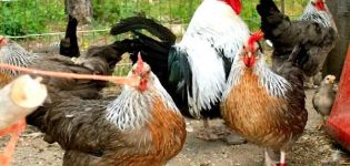 Popisy 15 nejlepších masných plemen kuřat pro domácí chov
