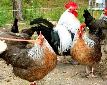 Evde üreme için en iyi 15 tavuk et türünün açıklamaları